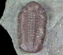 Red Barrandeops Trilobite With Enrolled Specimen #66343-5